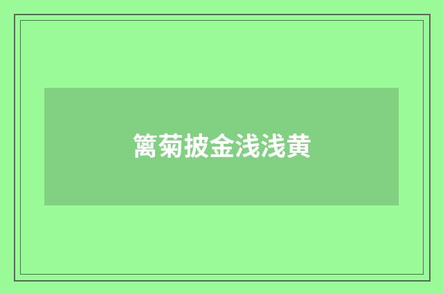 篱菊披金浅浅黄