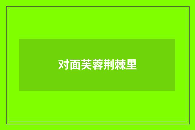 对面芙蓉荆棘里