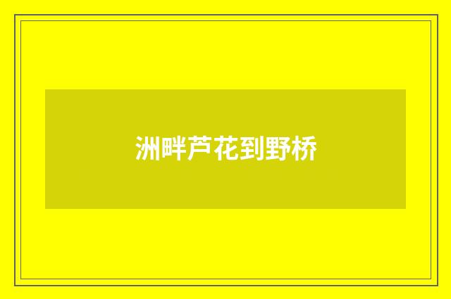 洲畔芦花到野桥