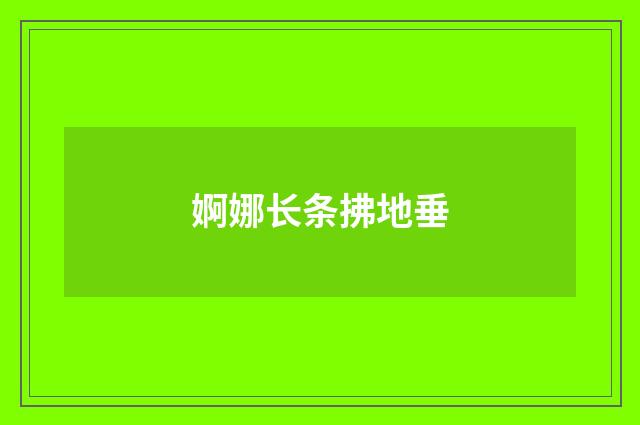 婀娜长条拂地垂