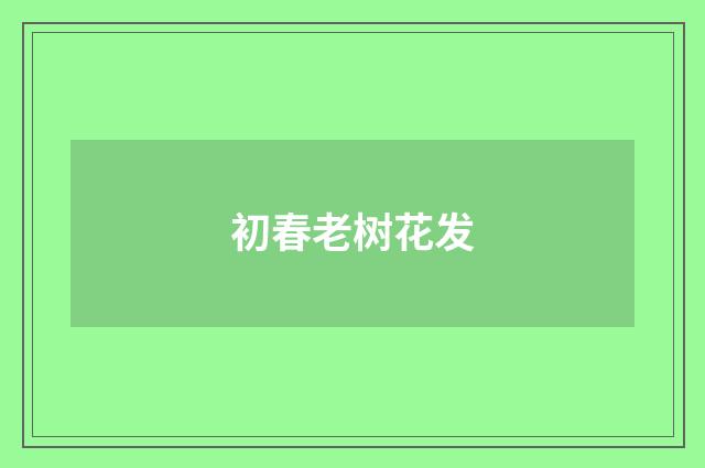 初春老树花发
