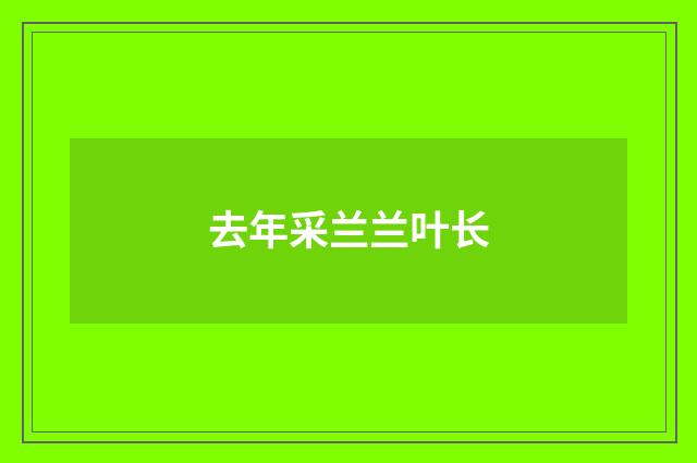 去年采兰兰叶长