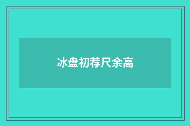 冰盘初荐尺余高