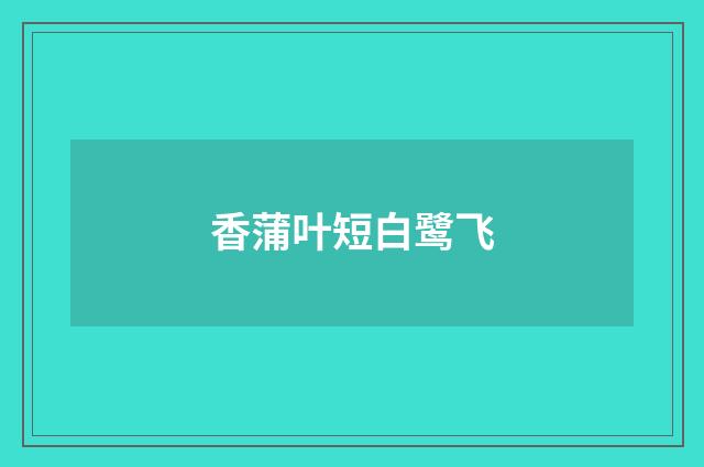 香蒲叶短白鹭飞