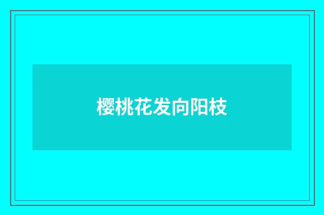 樱桃花发向阳枝