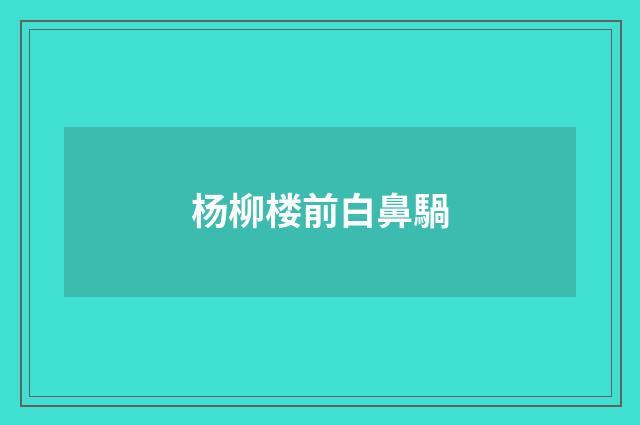 杨柳楼前白鼻騧