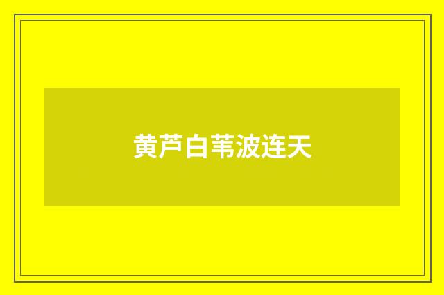 黄芦白苇波连天