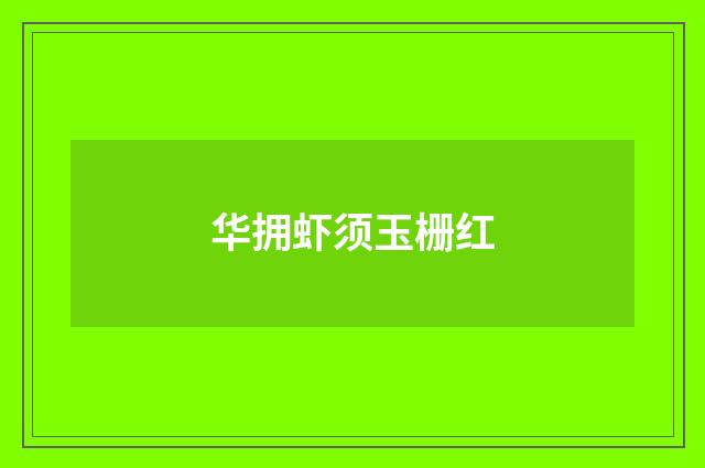 华拥虾须玉栅红