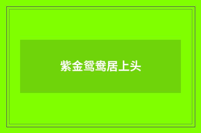 紫金鸳鸯居上头
