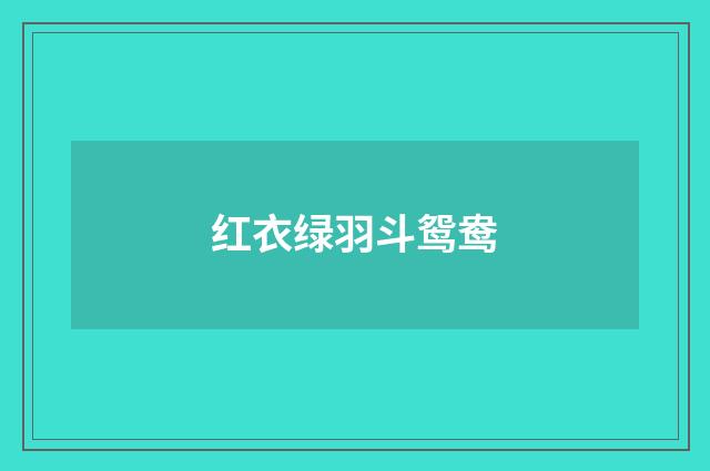 红衣绿羽斗鸳鸯