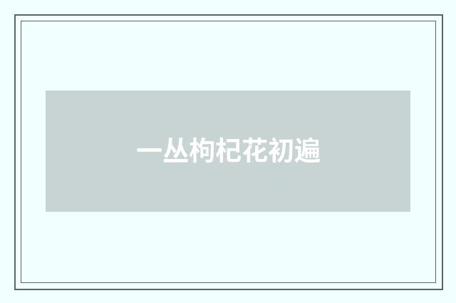一丛枸杞花初遍