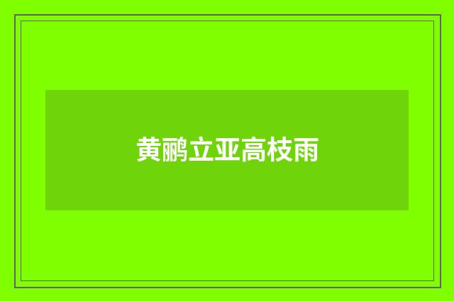 黄鹂立亚高枝雨