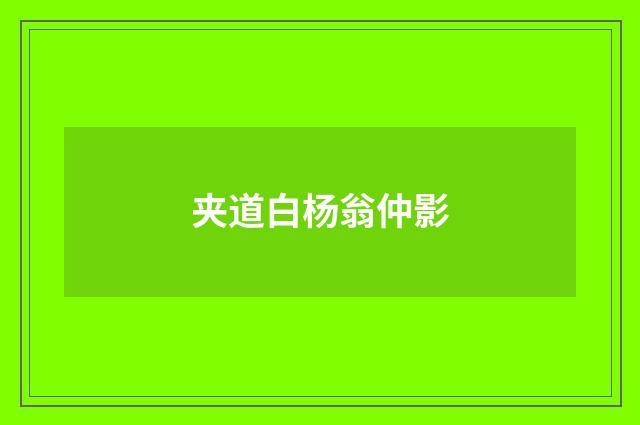 夹道白杨翁仲影
