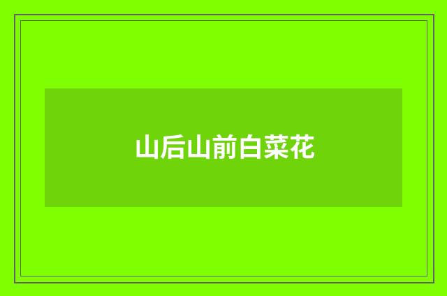 山后山前白菜花