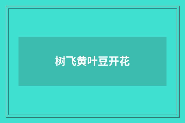 树飞黄叶豆开花