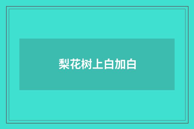 梨花树上白加白