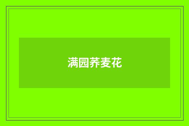 满园荞麦花