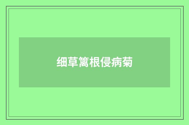 细草篱根侵病菊