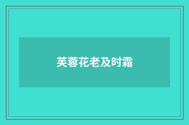 芙蓉花老及时霜
