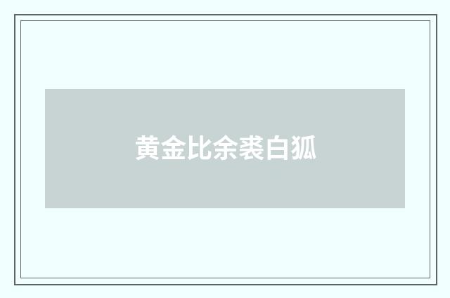 黄金比余裘白狐
