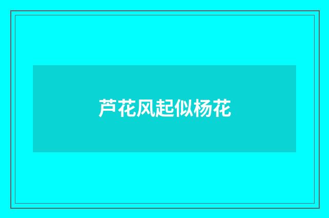 芦花风起似杨花
