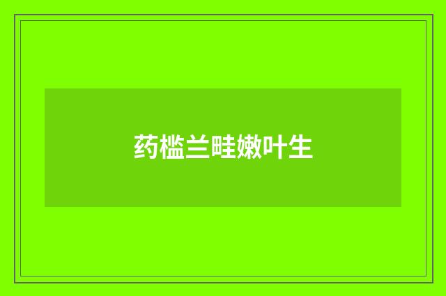 药槛兰畦嫩叶生