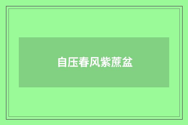 自压春风紫蔗盆