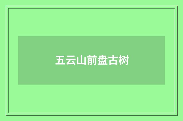 五云山前盘古树