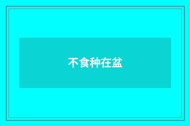 不食种在盆