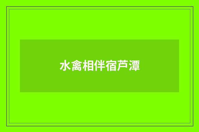 水禽相伴宿芦潭