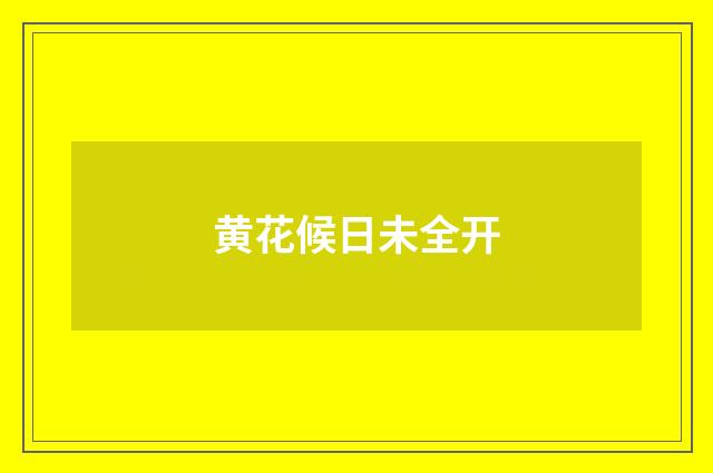 黄花候日未全开