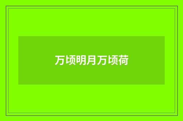 万顷明月万顷荷