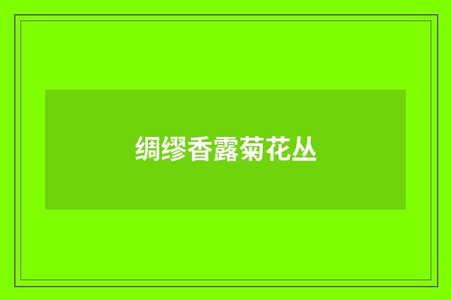 绸缪香露菊花丛