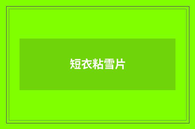短衣粘雪片