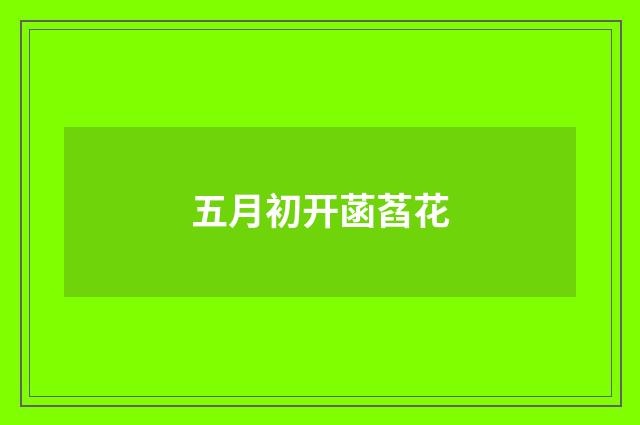 五月初开菡萏花