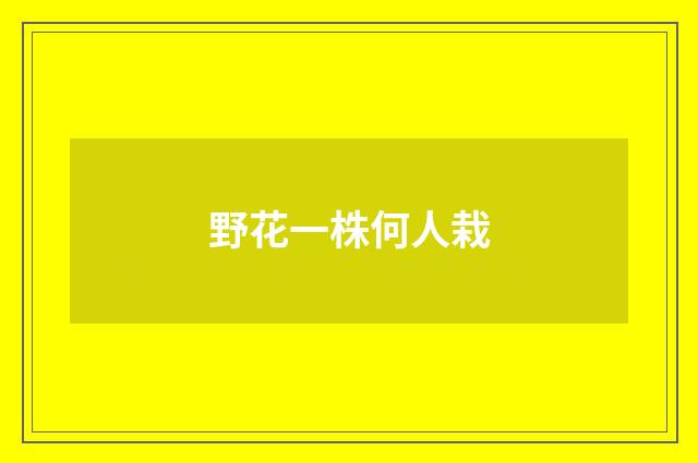 野花一株何人栽