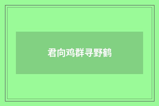 君向鸡群寻野鹤