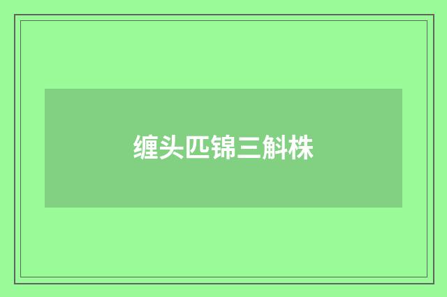 缠头匹锦三斛株