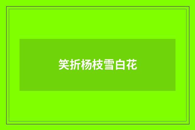 笑折杨枝雪白花