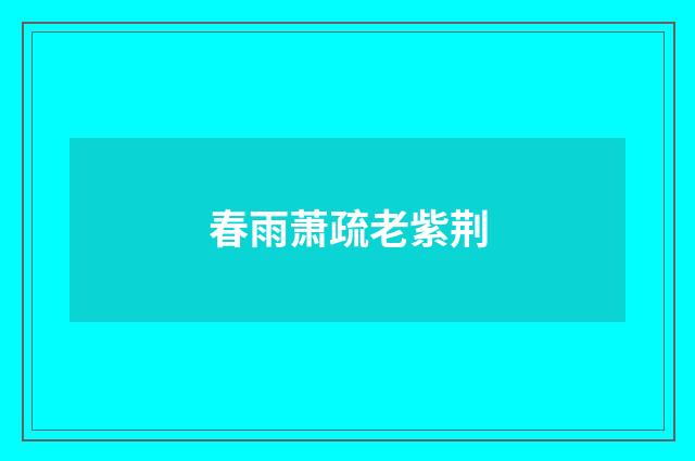 春雨萧疏老紫荆