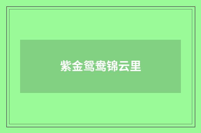 紫金鸳鸯锦云里
