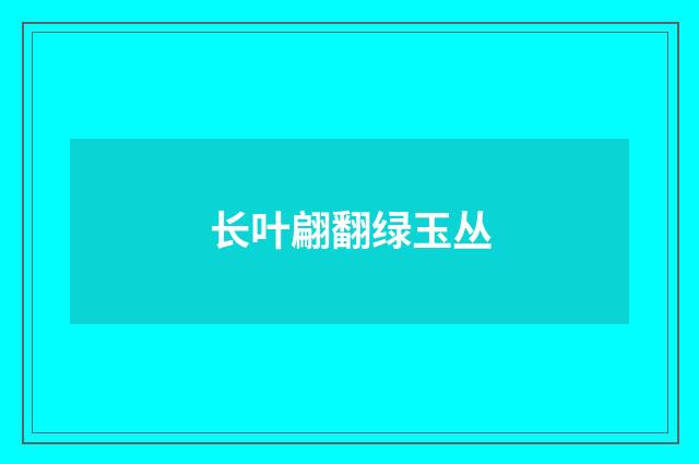 长叶翩翻绿玉丛