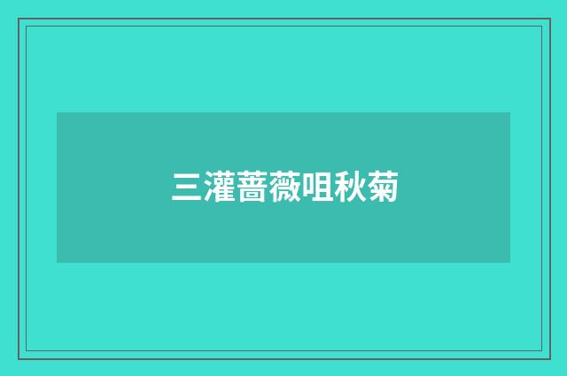 三灌蔷薇咀秋菊