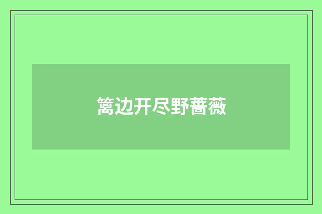 篱边开尽野蔷薇