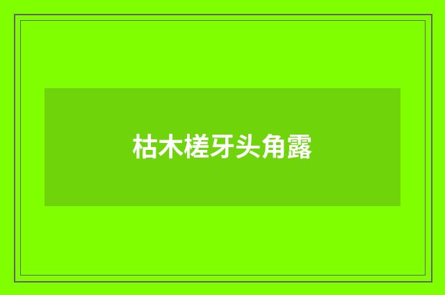 枯木槎牙头角露