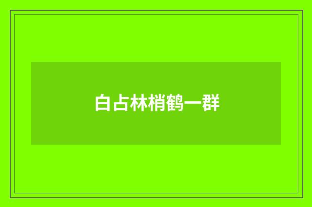 白占林梢鹤一群