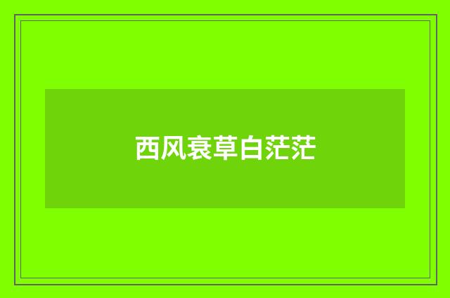西风衰草白茫茫