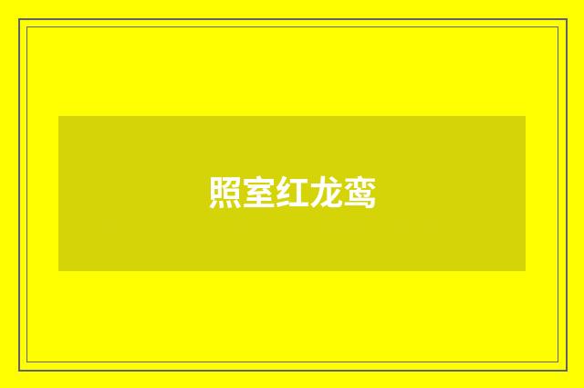 照室红龙鸾