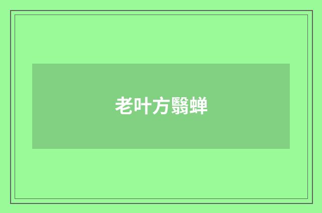 老叶方翳蝉