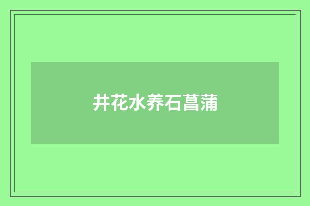 井花水养石菖蒲